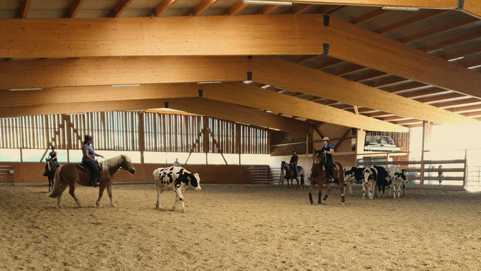 Stage de Working Cow Horse avec Sandra Jordan