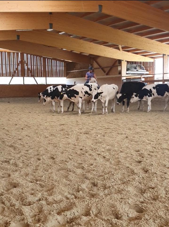 Stage de Working Cow Horse avec Sandra Jordan