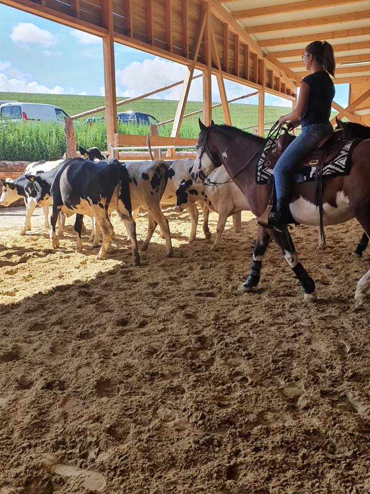 Stage de Working Cow Horse avec Sandra Jordan