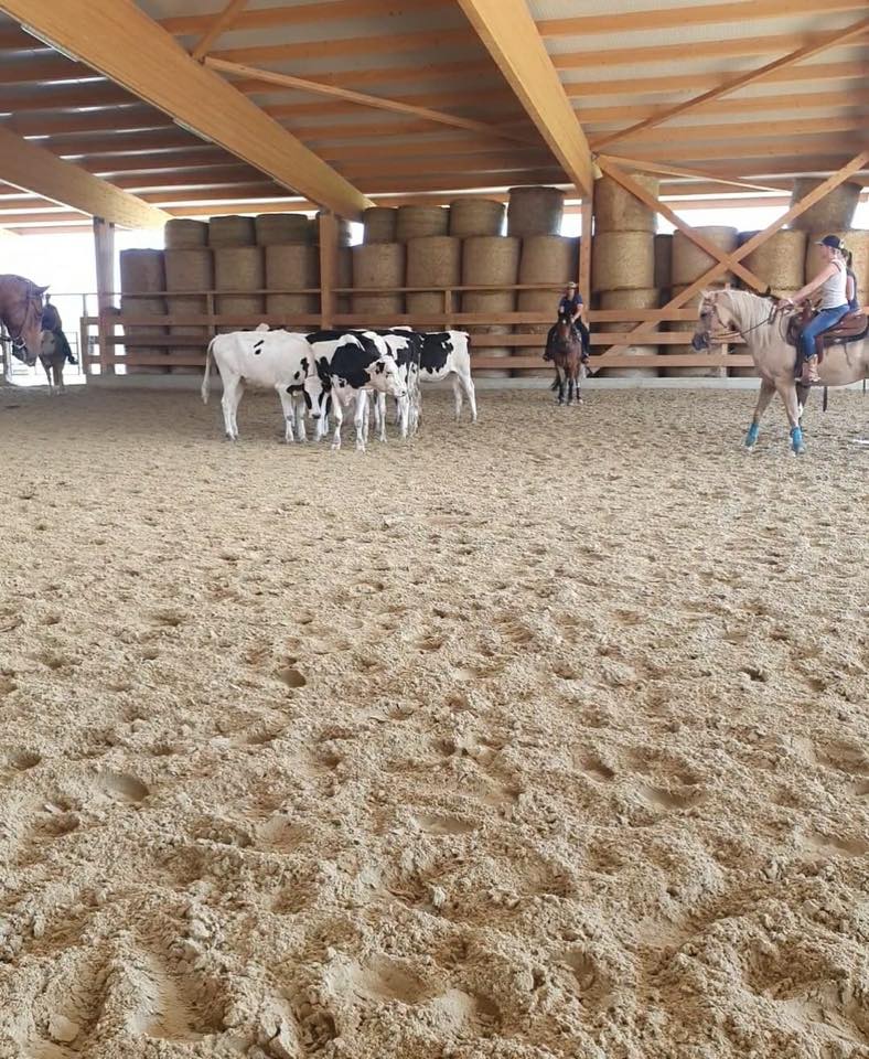 Stage de Working Cow Horse avec Sandra Jordan