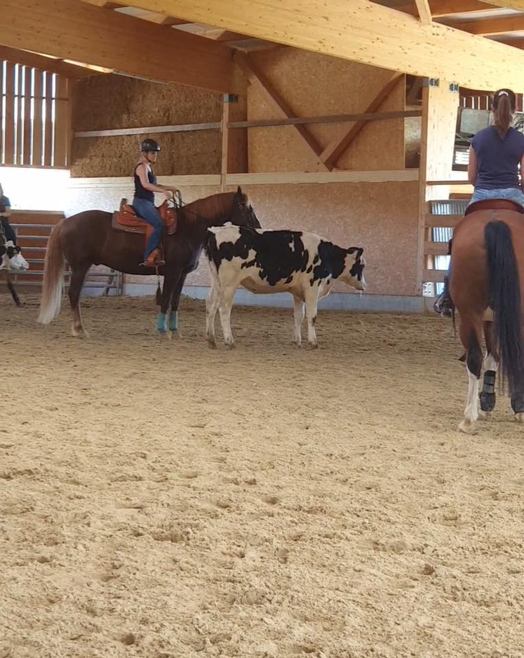 Stage de Working Cow Horse avec Sandra Jordan