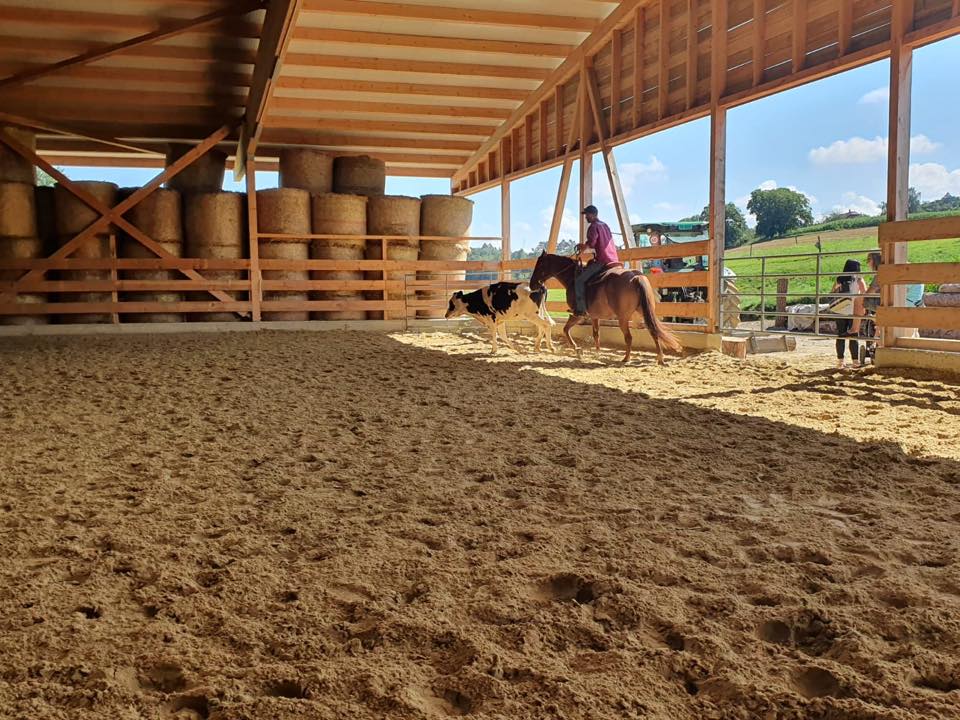 Stage de Working Cow Horse avec Sandra Jordan