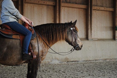 Horsemanship et Trail avec Anissa Barras - 15 et 29 novembre 2015