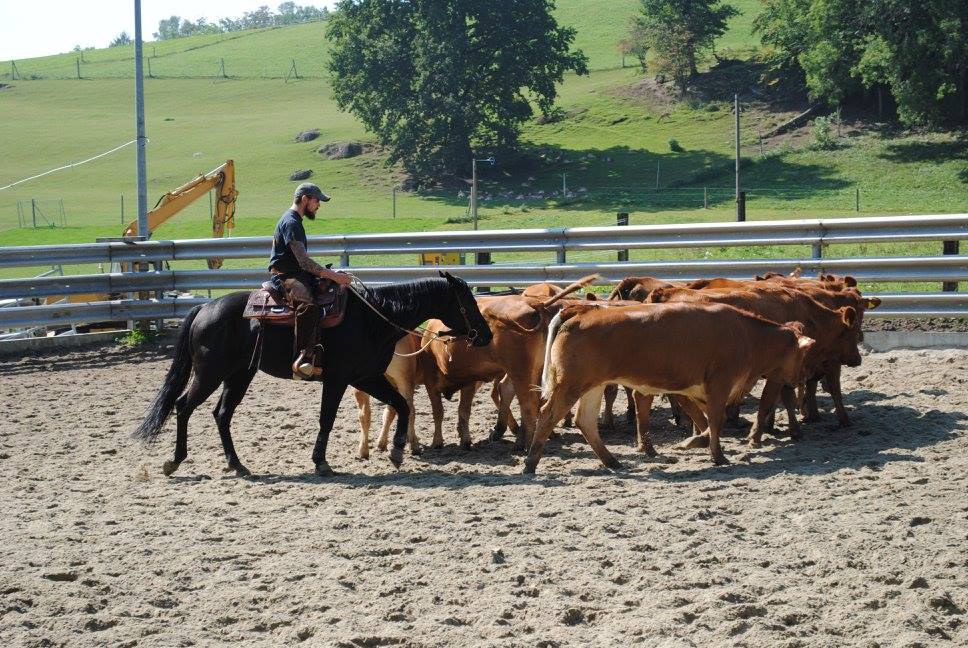 Stage de Working Cow débutant avec Sandra Jordan - 24 septembre 2016