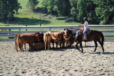 Stage de Working Cow débutant avec Sandra Jordan - 24 septembre 2016