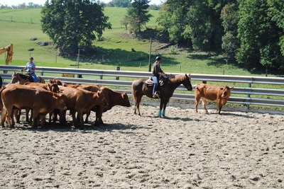 Stage de Working Cow débutant avec Sandra Jordan - 24 septembre 2016