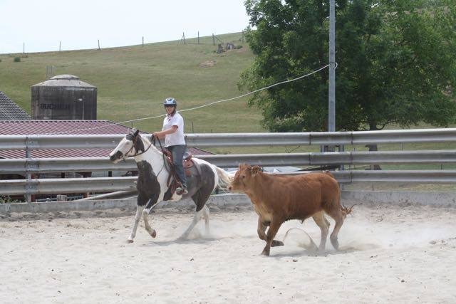 Stage de Ranch Cutting avec Fred Gumy - 12 juillet 2015