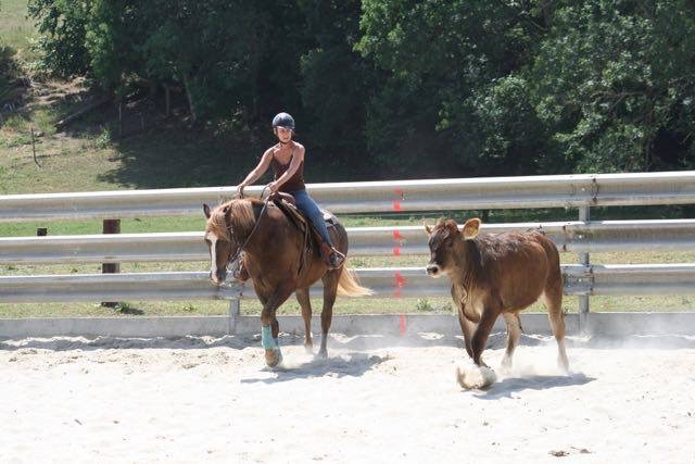 Stage de Ranch Cutting avec Fred Gumy - 12 juillet 2015