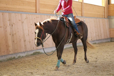Stage de bosal et Ranch Riding avec Olivier Fasel - 7 octobre 2017
