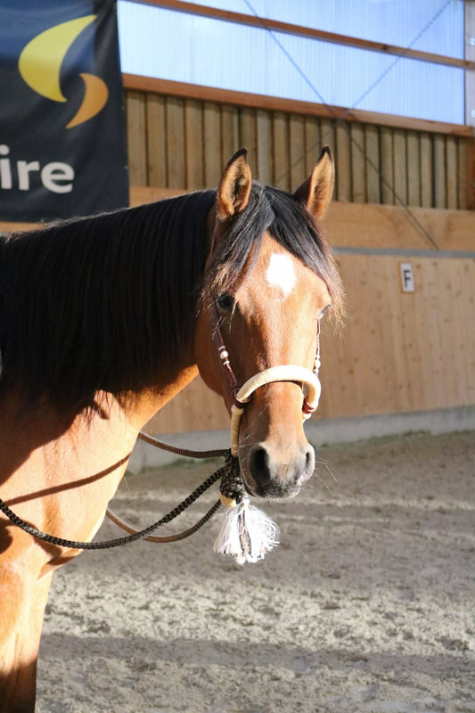 Stage de bosal et Ranch Riding avec Olivier Fasel - 7 octobre 2017