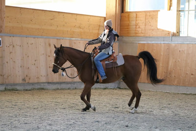Stage de bosal et Ranch Riding avec Olivier Fasel - 7 octobre 2017