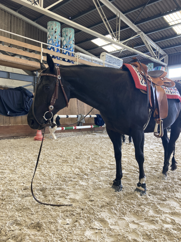 Stage RIDE THE PATTERN - Horsemanship/Pleasure - Ranch Riding avec Elodie Bays